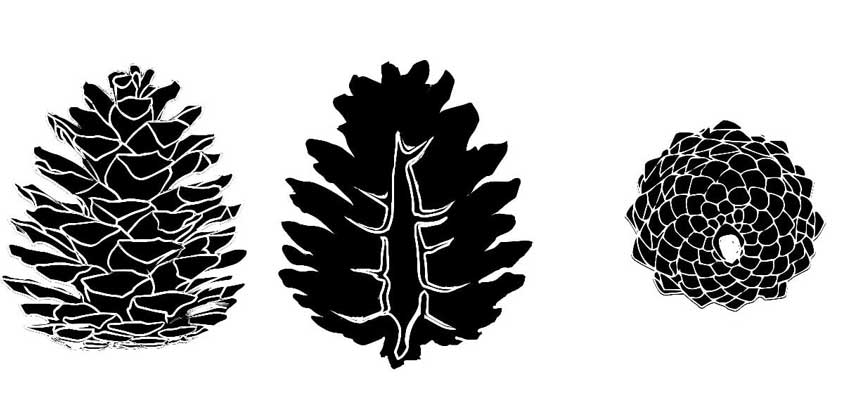 Illustration of three pine cones